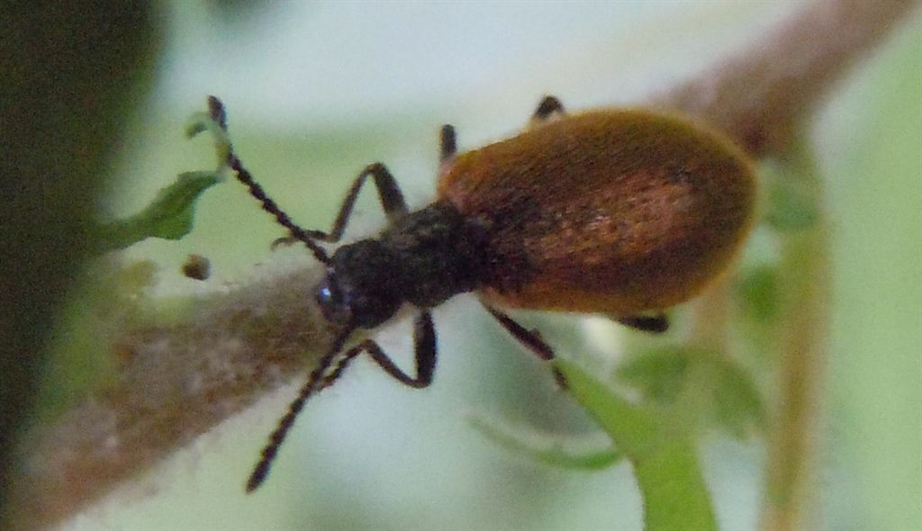 Lagria hirta